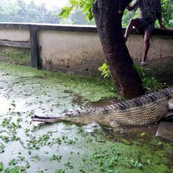 Rare Bangladesh crocodile lays eggs in new hope for species