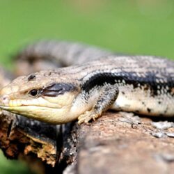 blue tongue skink wallpapers and backgrounds