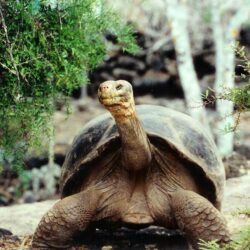 Galapagos Giant Tortoise Latest HD Wallpapers Free Download