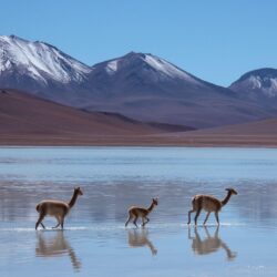 Wallpapers Lama, Laguna Blanca, Bolivia, mountains, Animals