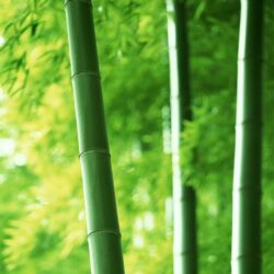 bamboo forest wallpapers Group with 54 items