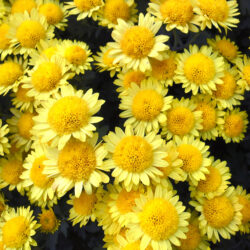 Wallpapers Yellow Mums Flowers Closeup