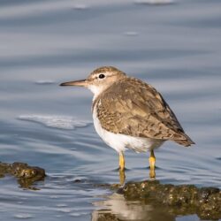 White and brown bird on water, spotted sandpiper HD