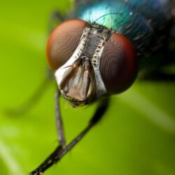 House fly Wallpapers Insects Animals Wallpapers in format