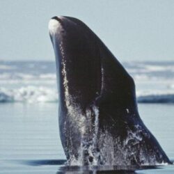 Bowhead whale genome may unlock its longevity secrets