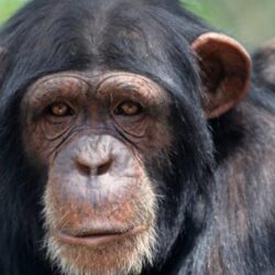 Download】99 Chimpanzee 4K High Quality Pictures & Wallpapers 2018
