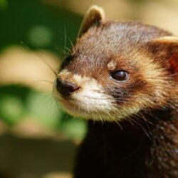 Best 72+ Weasel Wallpapers on HipWallpapers