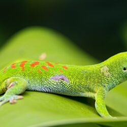 Madagascar Day Gecko 4K UltraHD Wallpapers