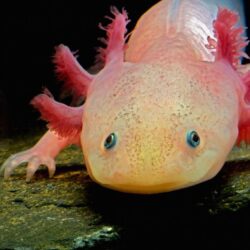 Axolotl wallpapers by T1000