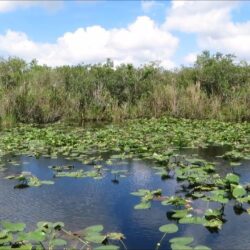 Everglades National Park screensaver 3