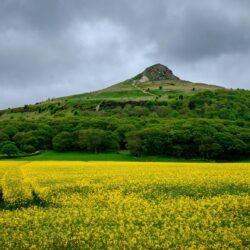 Download Field, Land, Forest, Hill Wallpapers