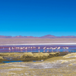 Time lapse of some Pink flamingos in Laguna Colorada in Uyuni