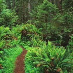 Redwoods Tag wallpapers: Trees Forest Redwoods Ferns Nature HD