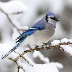 Blue Jay Bird in the Snow Free Stock Photo and Wallpapers