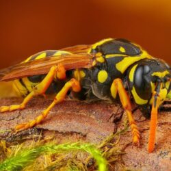 Wallpapers macro, background, OSA, insect, hornet, bark