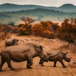 500+ Rhino Pictures [HD]