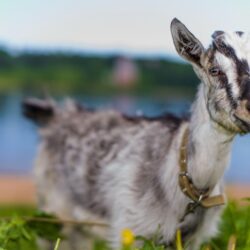 75 Goat HD Wallpapers