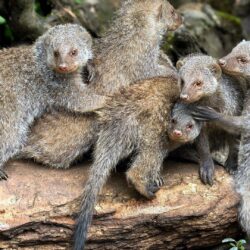 Banded mongooses Wallpapers