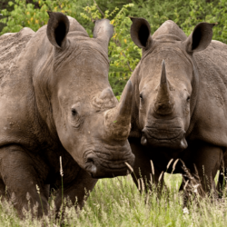 Rhinoceros Pictures