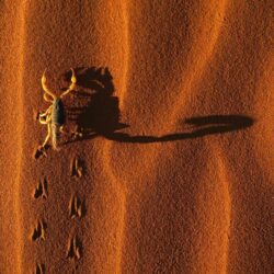 Namibia national park landscapes scorpions shadows wallpapers