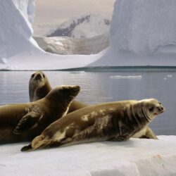 Antarctica the south pole seals wallpapers