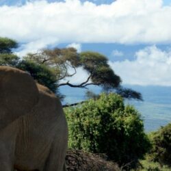 Elephants mount kilimanjaro wallpapers