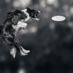 Picture Border Collie Dogs Frisbee Jump Animals