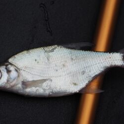 Common Bream