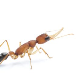 Carlos Quiros on Jack Jumper Ants