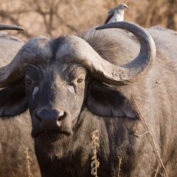 13 African Buffalo HD Wallpapers