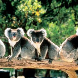 Cute Koala Bears in Trees Australia 1279×763