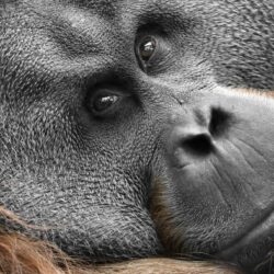 Orangutan Wallpapers Image Group