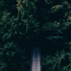 Dense Green Forest Bridge Android Wallpapers free download