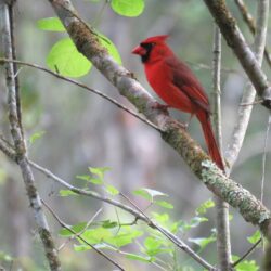 Bird Photos, Birding Sites, Bird Information: TWO BEAUTIFUL BIRDS