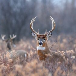 Deer Image,