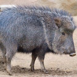 The Collared Peccary, also sometimes called the Javelina, is