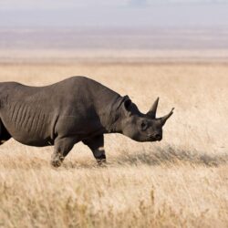 Rhino Wallpapers, Pictures, Image