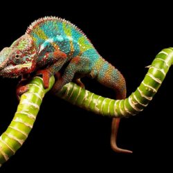 Wallpapers Reptiles Chameleon Branches Animals