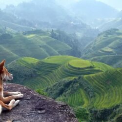 Dog at the Hill HD Wallpapers