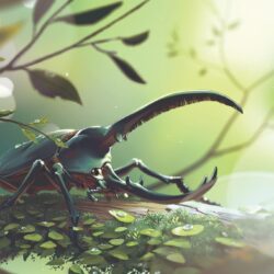 Hercules beetle surrounded by leaves digital wallpapers