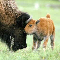 American bison baby wallpapers
