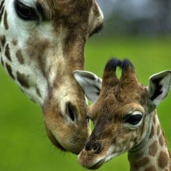 FunMozar – Baby Giraffe