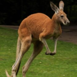 Kangaroo Wallpapers Wallpapers