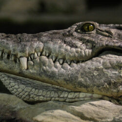 White Crocodile Wallpapers Awesome 20 Awesome Dual Screen Desktop
