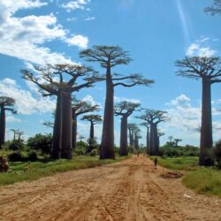 Avenue of the Baobabs