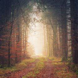 Download wallpapers autumn, trees, fog, path, foliage 4k