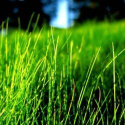 Grass Wallpapers Plants Nature Wallpapers in format for free download