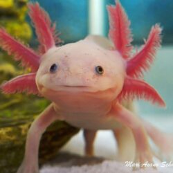 Axolotl