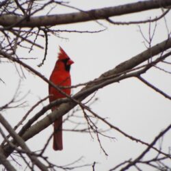 Northern Cardinal, March 7, 2019, Crowley Park Richardson, Texas