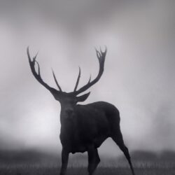 free download deer wallpapers iphone 7 and 7 plus jetblack for